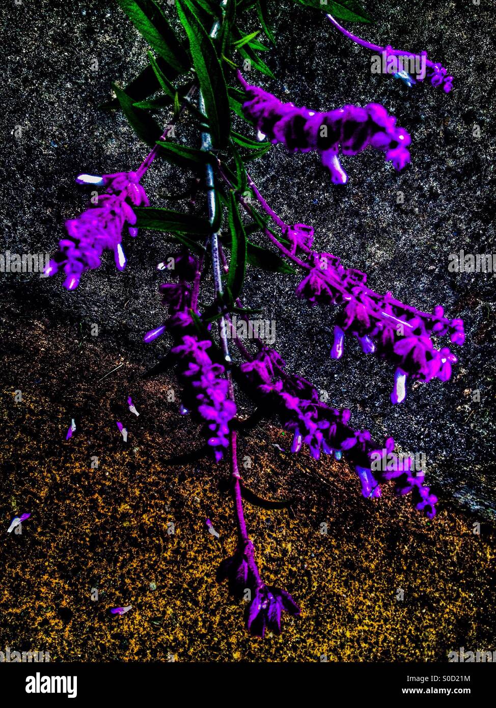 Usaquen, bogota, cundinamarca, Colombia, South america - Smartphone Captured Stock Image