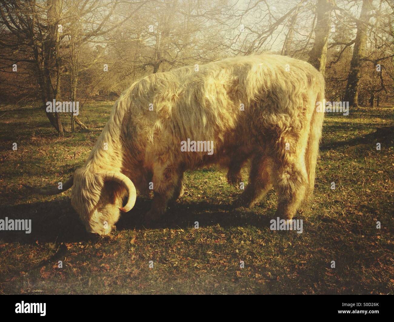 Highland cattle - Smartphone Captured Stock Image
