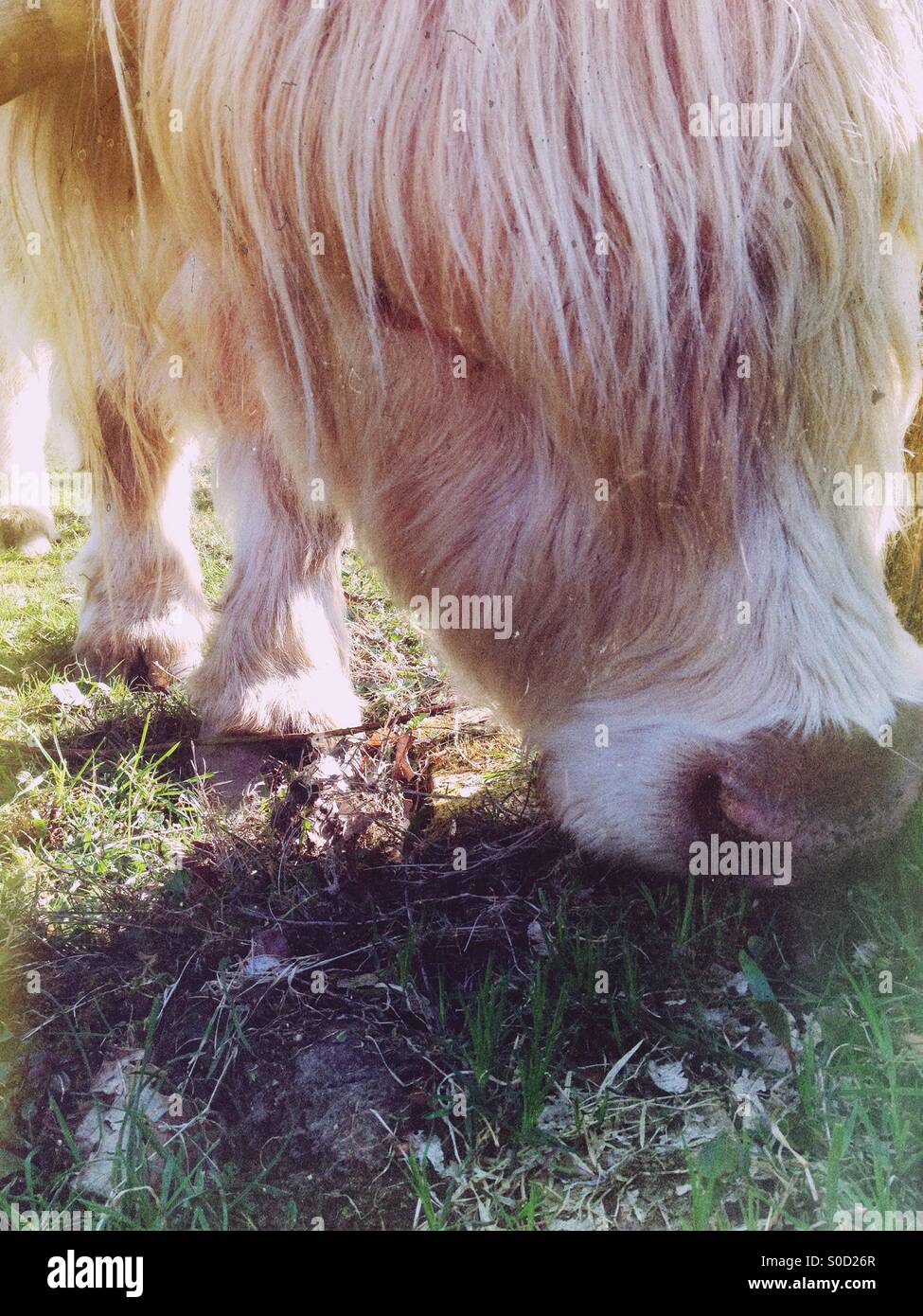 Highland cattle - Smartphone Captured Stock Image