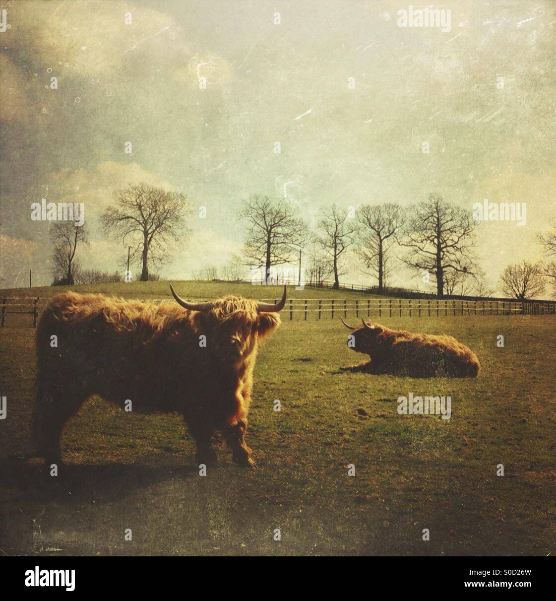 Highland cattle - Smartphone Captured Stock Image