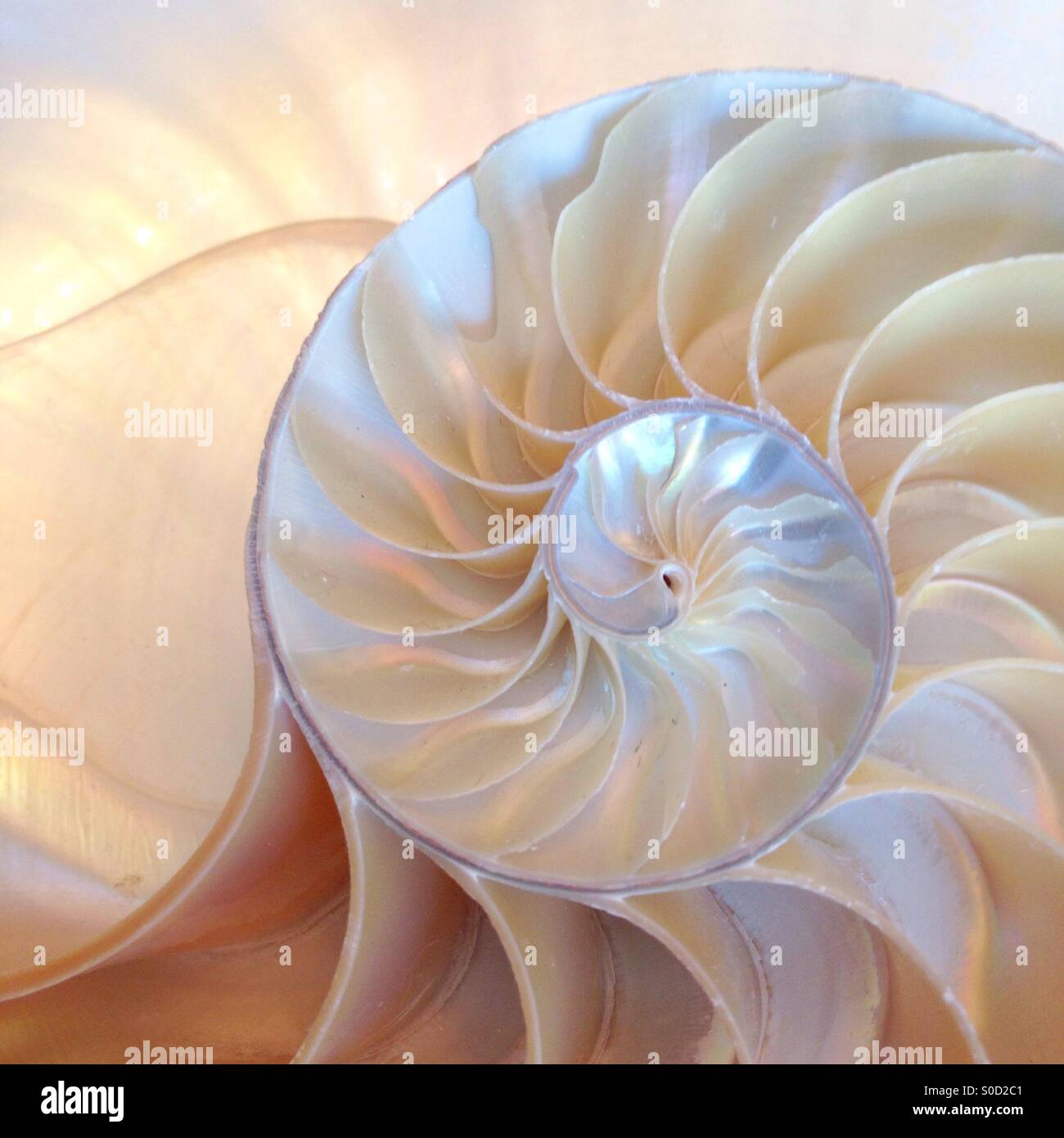 Nautilus shell section background spiral Fibonacci cut half backlit full screen copy space Stock Photo