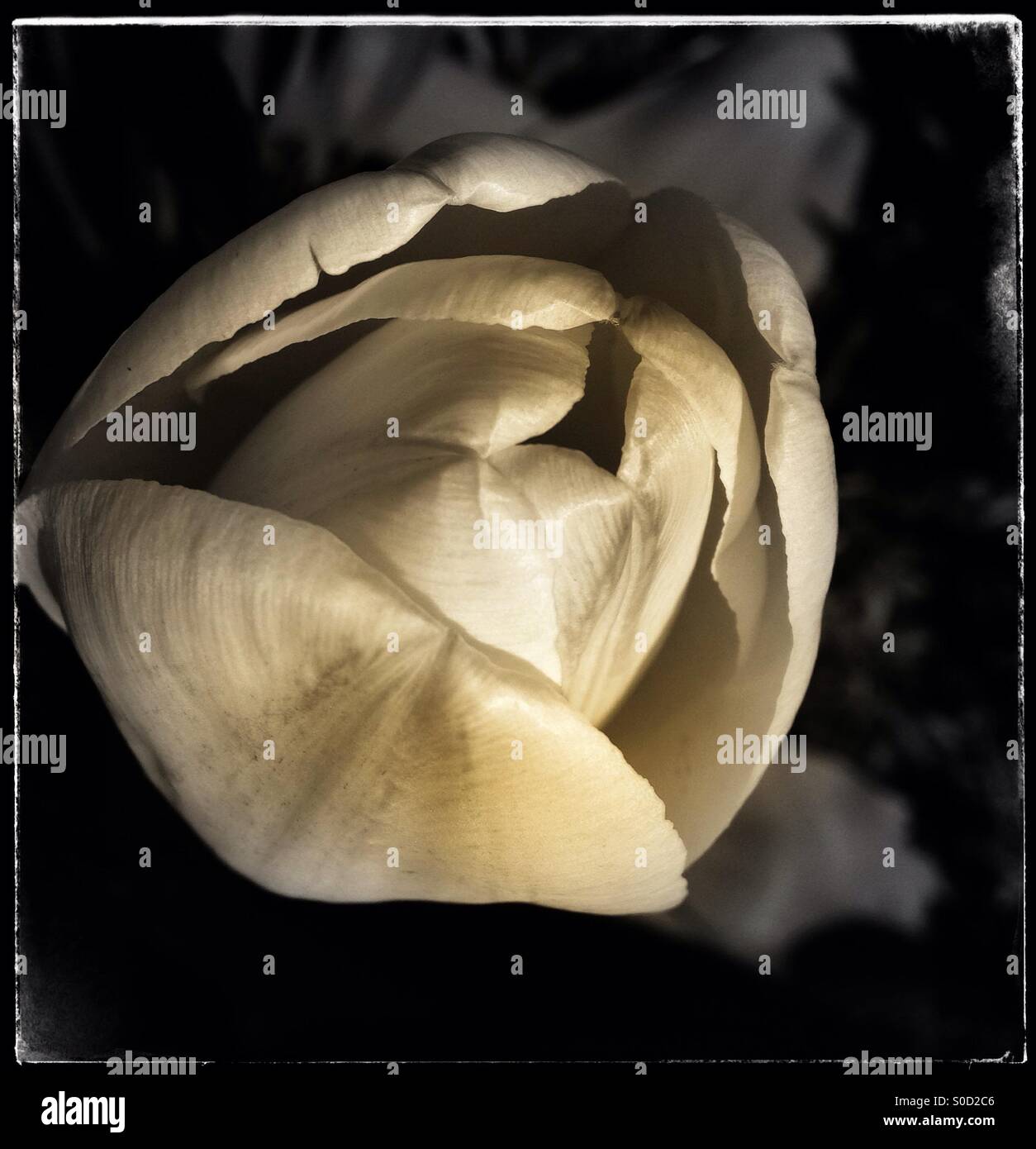 A yellow tulip beginning to bloom. - Smartphone Captured Stock Image