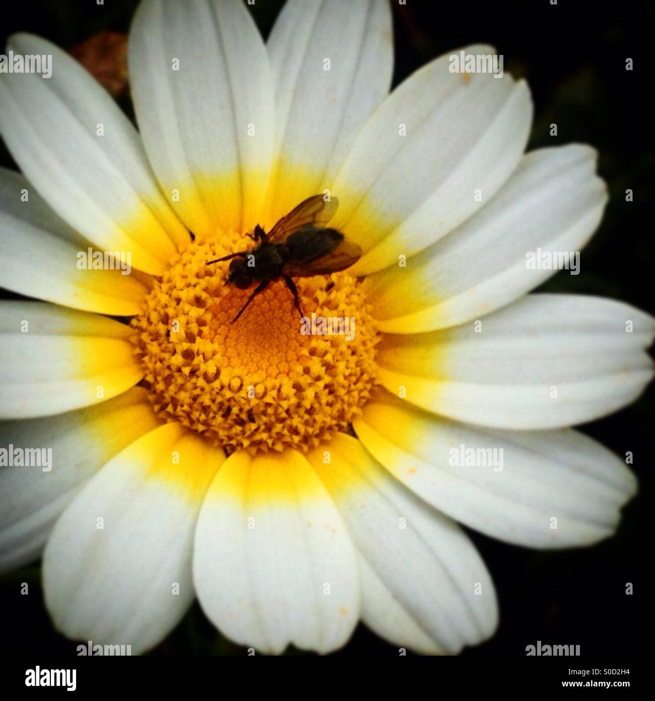 A fly licks a daisy flower in Prado del Rey, Sierra de Cadiz, Andalusia, Spain - Smartphone Captured Stock Image
