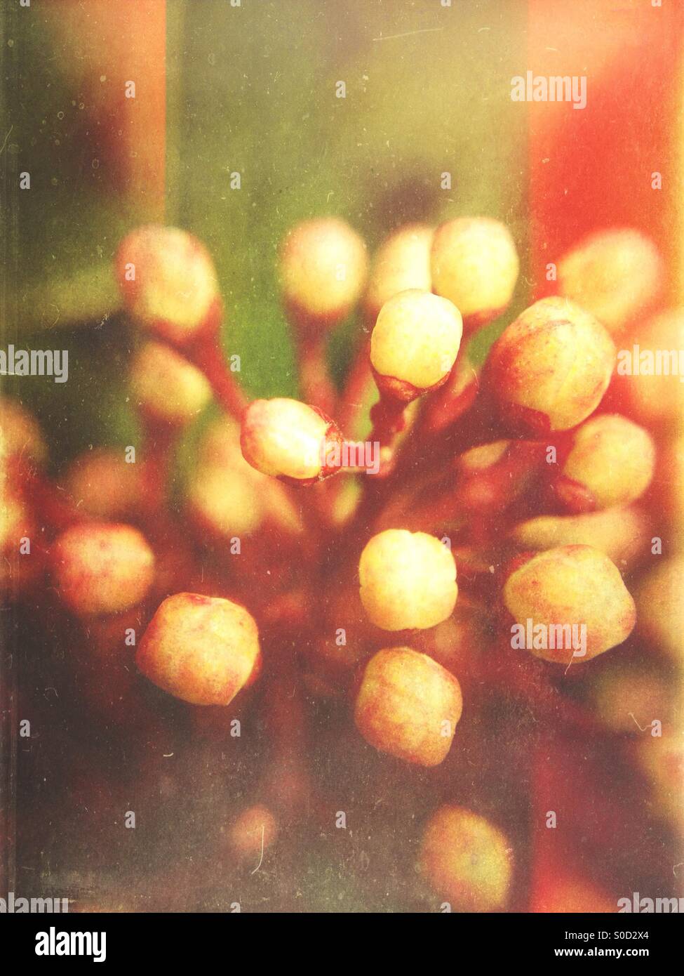 Spring blossom - Smartphone Captured Stock Image