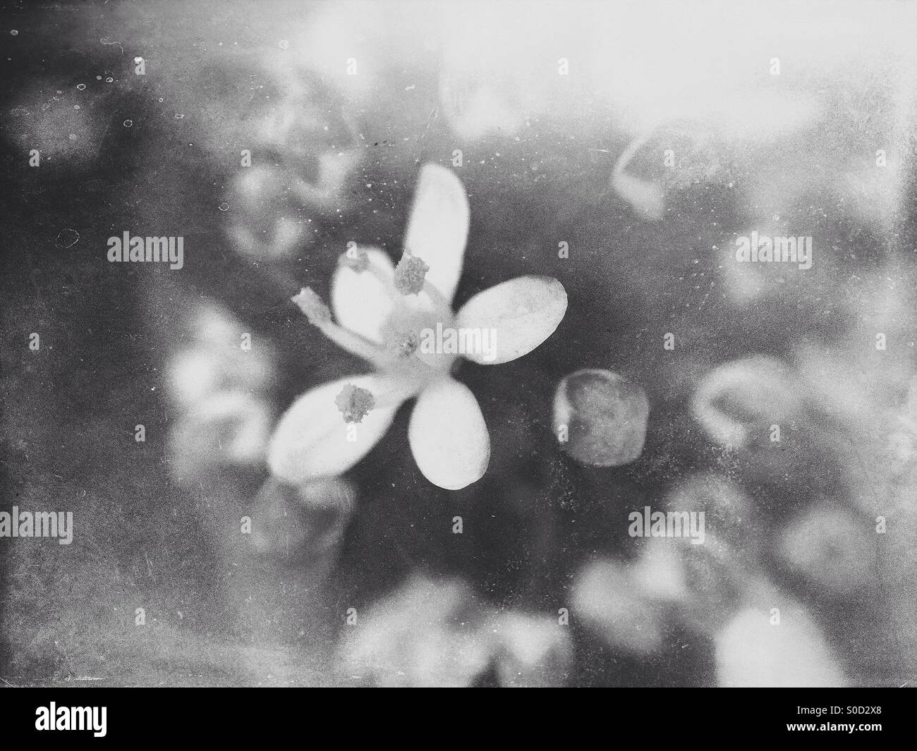 Spring blossom - Smartphone Captured Stock Image