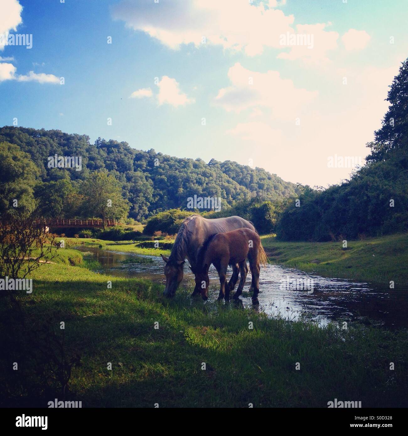 Horse and foal grazing, Italy Stock Photo