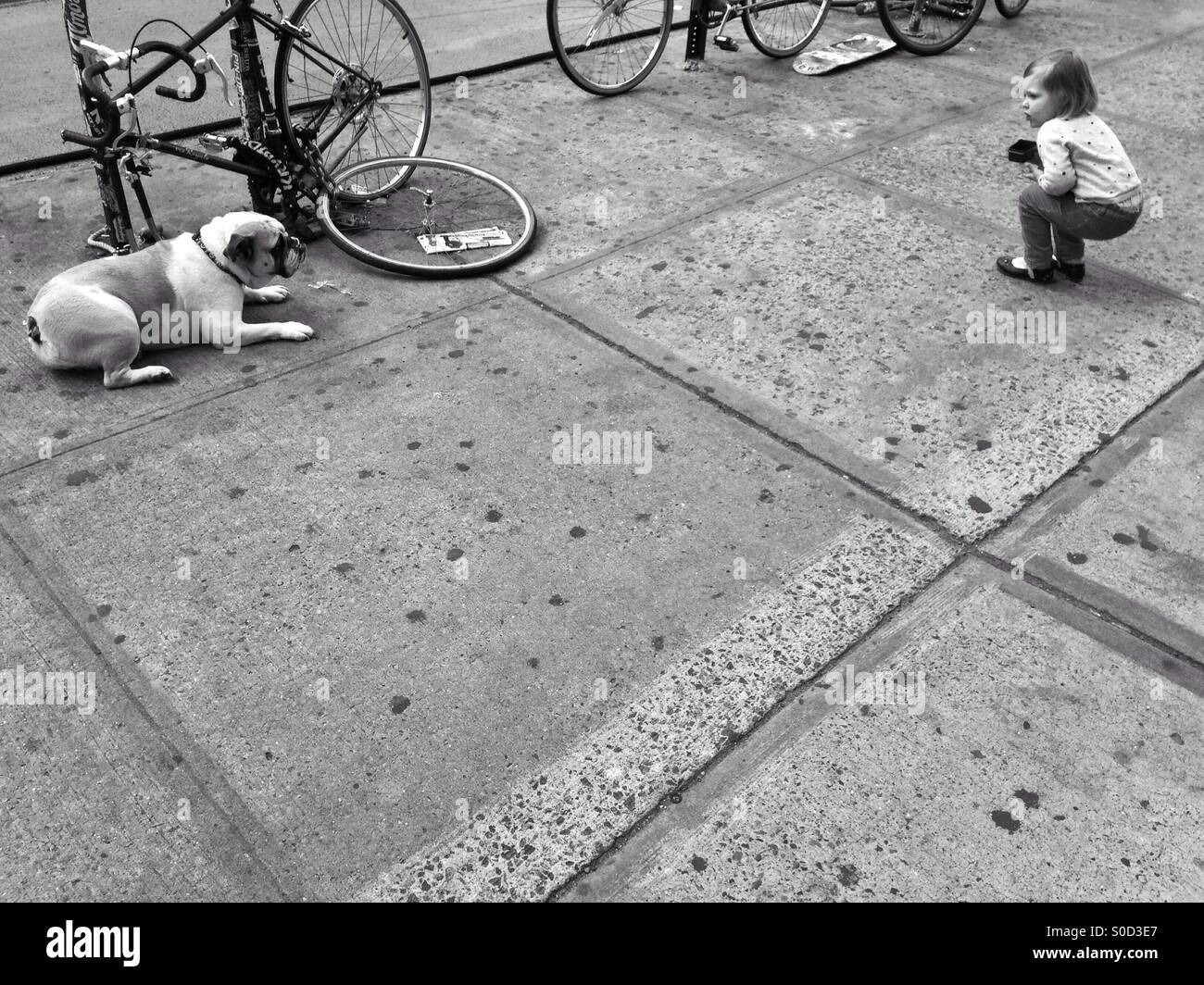 Kid and dog urban encounter, New York City Stock Photo - Alamy