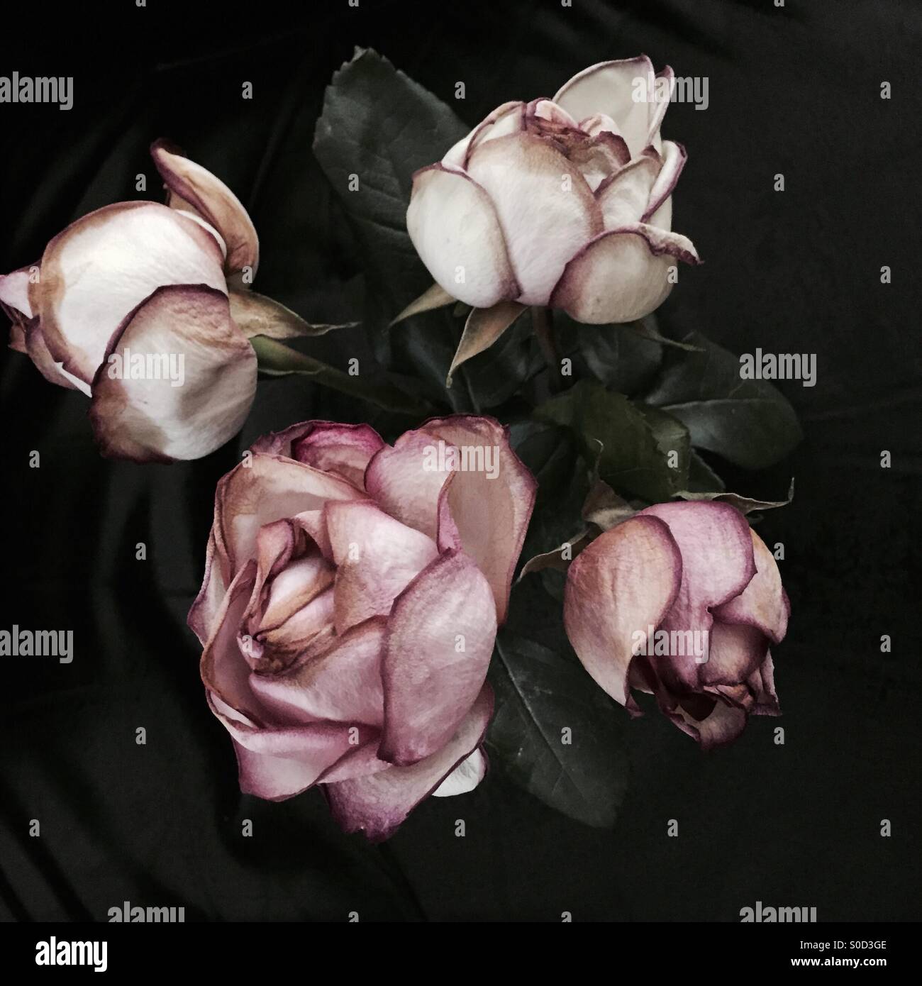 Wilting roses Stock Photo Alamy