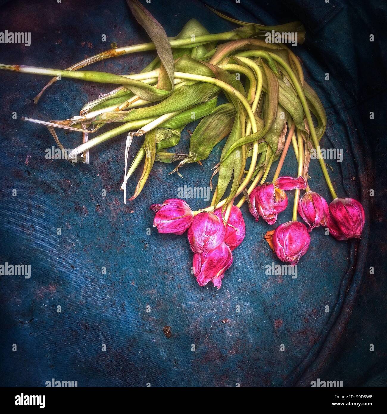 Faded tulips - Smartphone Captured Stock Image