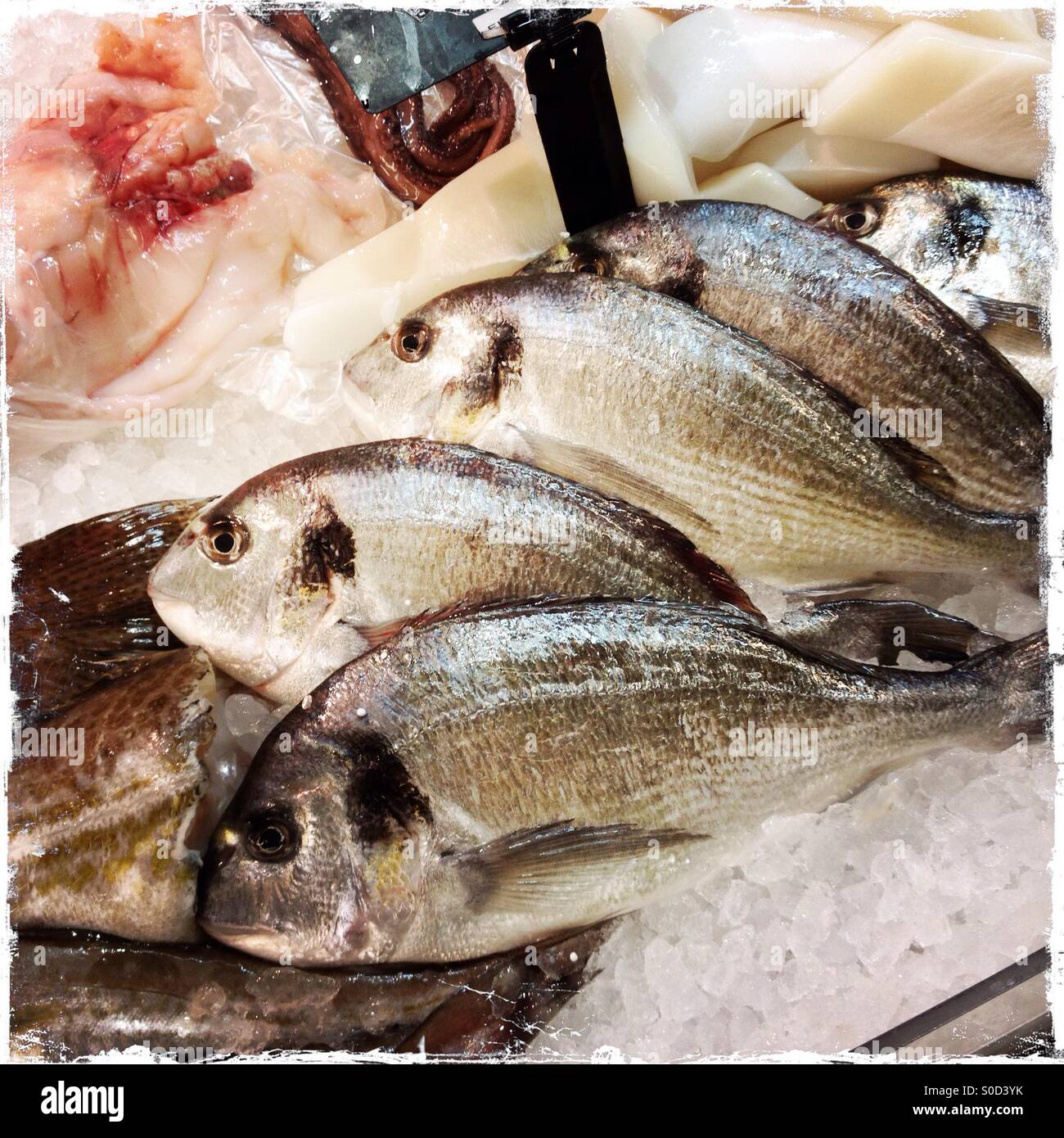 Dorade or sea bream for sale on ice in a fresh fish shop. - Smartphone Captured Stock Image