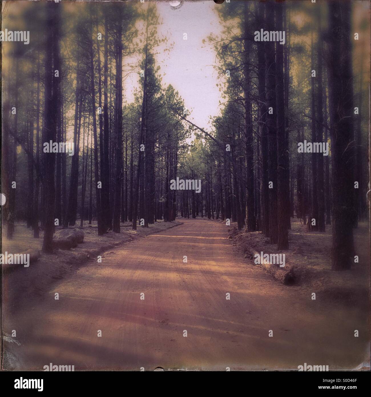 A dirt road leads through an Arizona pine forest Stock Photo - Alamy