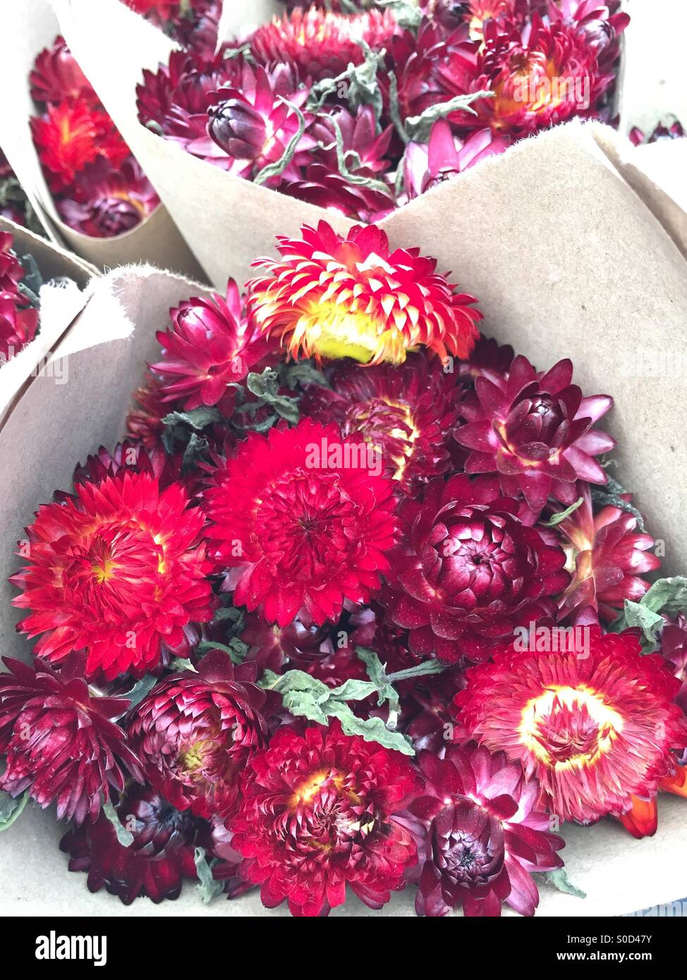 Purple dried flowers hi-res stock photography and images - Alamy