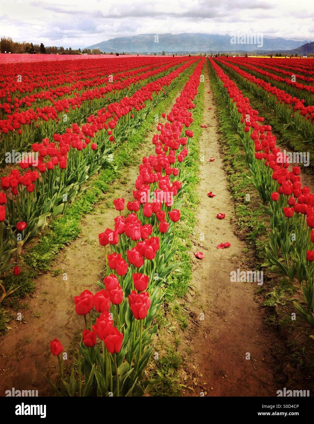 Rows of dark red tulips in a field in Skagit Valley, Washington.  With dramatic effects added. - Smartphone Captured Stock Image
