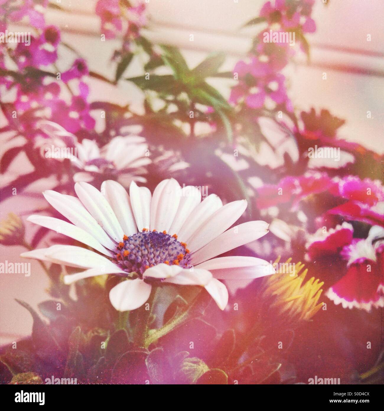 Spring flowers - Smartphone Captured Stock Image