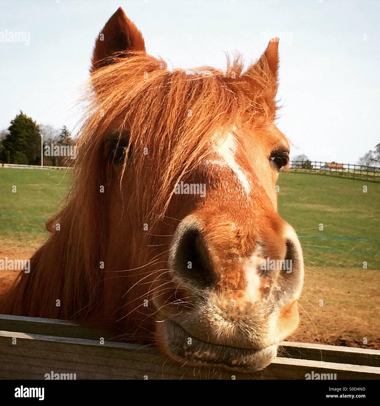 Smiling, happy pony at Redwings Horse Sanctuary, Norfolk - Smartphone Captured Stock Image