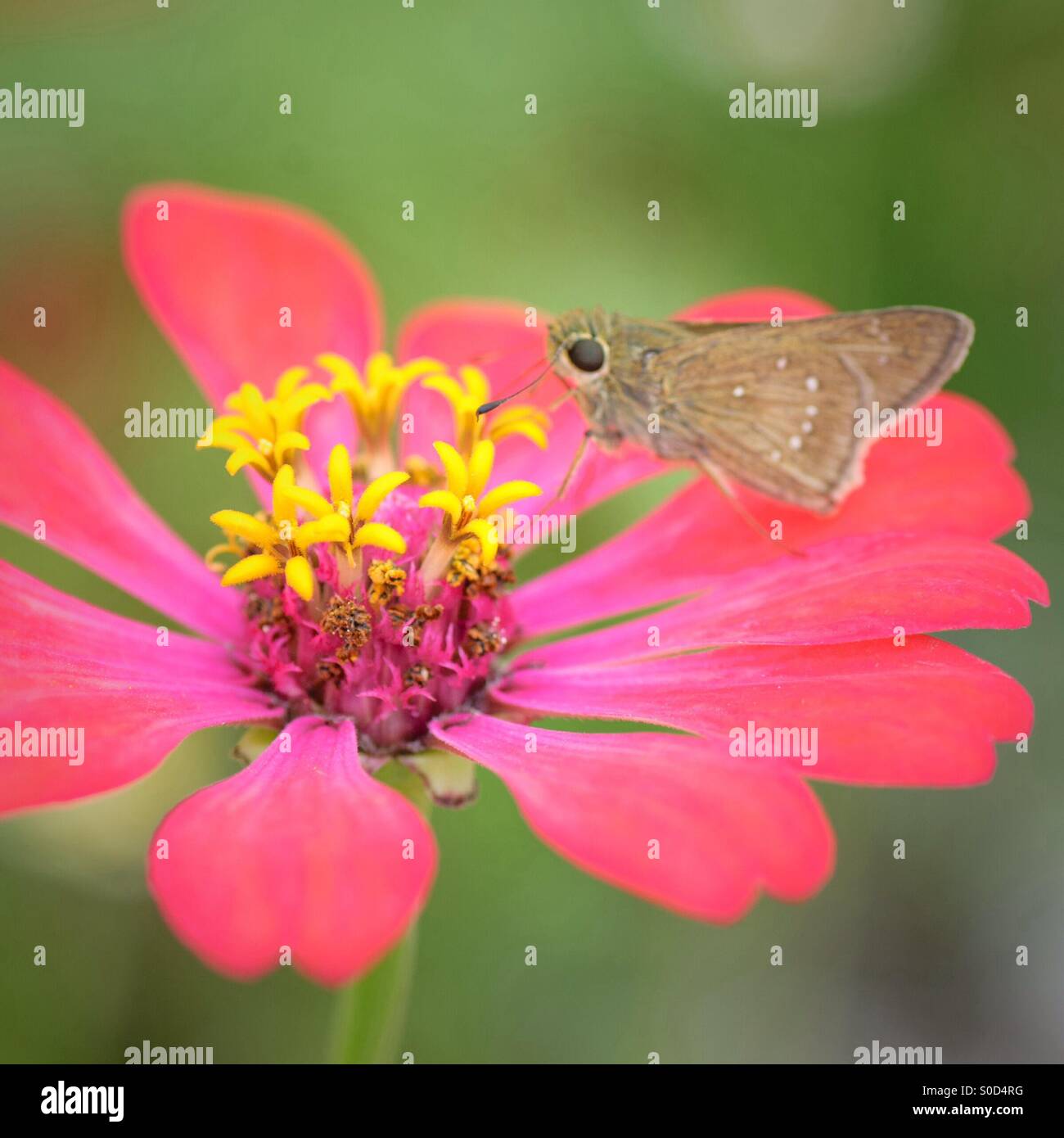 A flower and brown butterfly Stock Photo