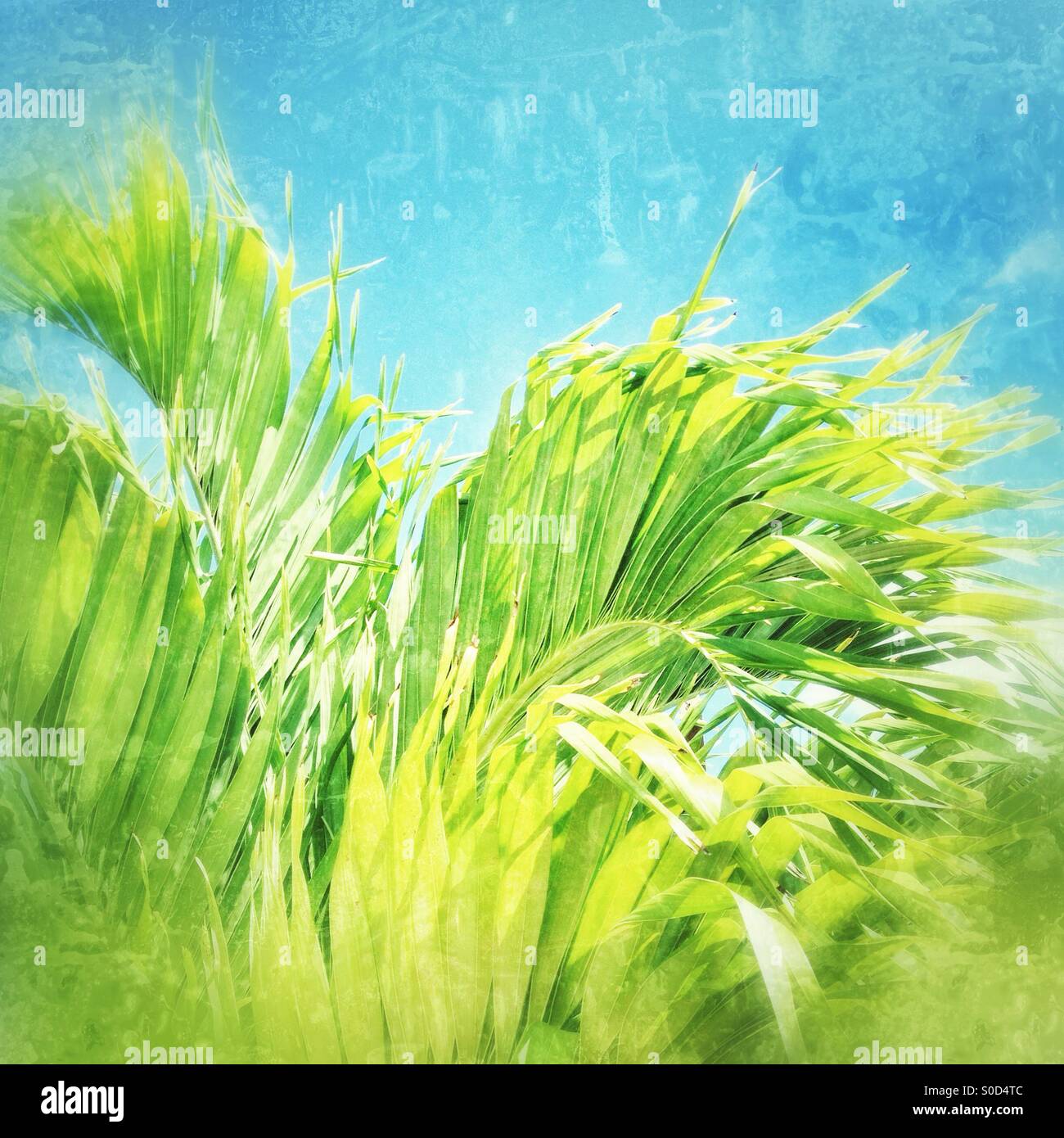 Plants concepts hi-res stock photography and images - Alamy