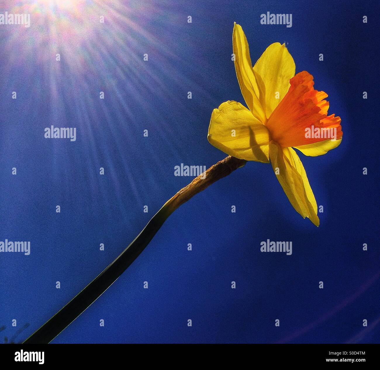 Single yellow daffodil, blue sky Stock Photo