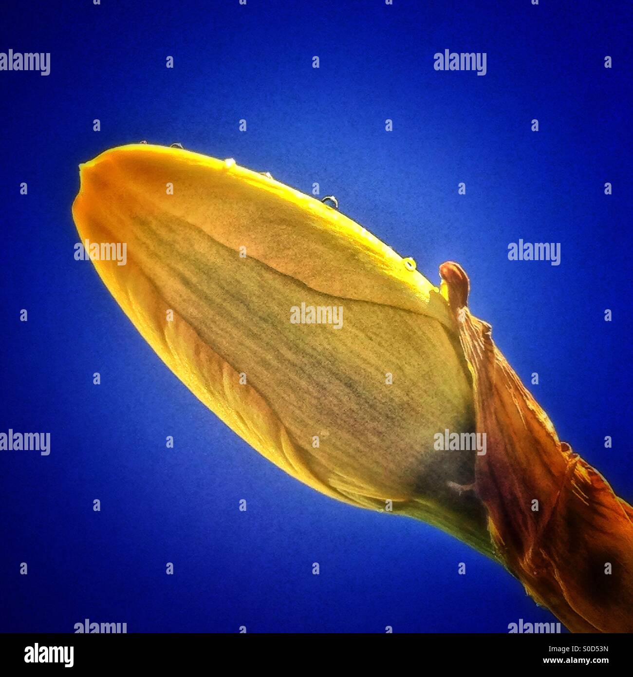 Yellow daffodil bud - Smartphone Captured Stock Image