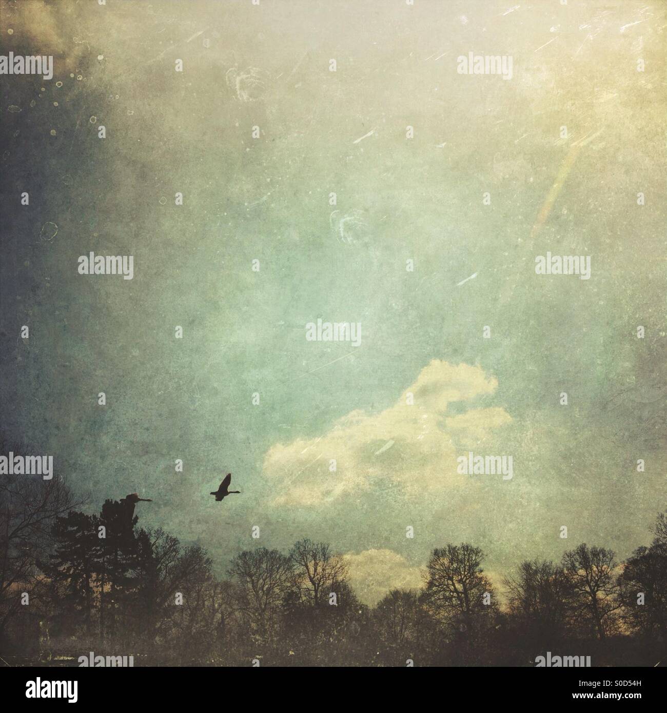 Canadian goose flying over trees - Smartphone Captured Stock Image