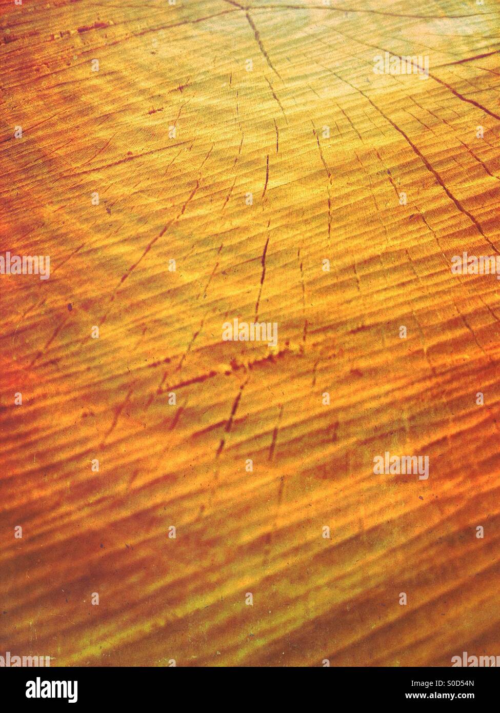 Close up of tree rings Stock Photo