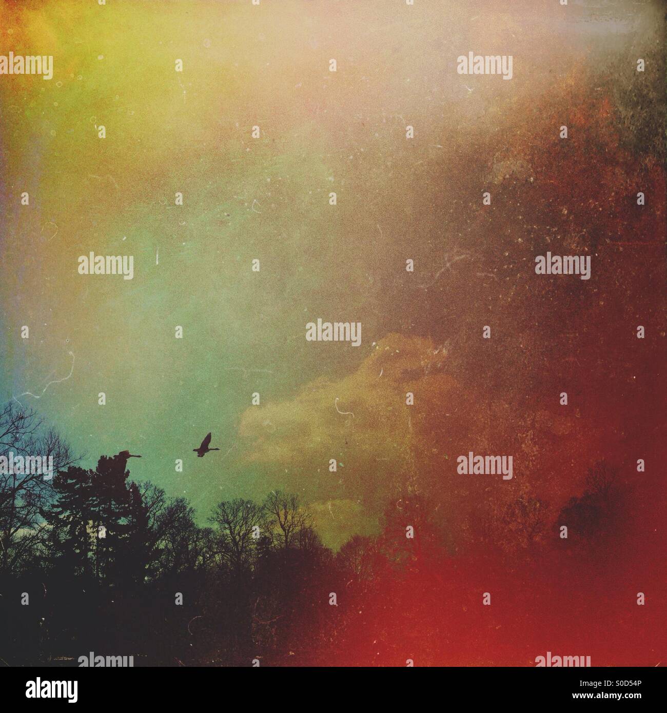 Canadian goose flying over trees - Smartphone Captured Stock Image