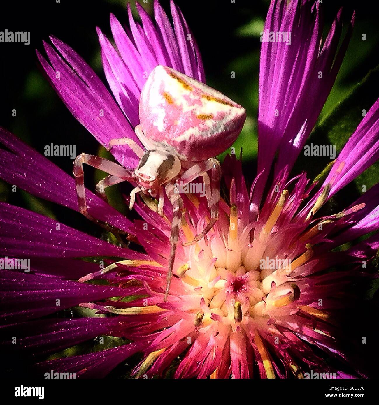 A purple spider walks on a violet flower in Prado del Rey, Sierra de Cadiz, Andalusia, Spain - Smartphone Captured Stock Image