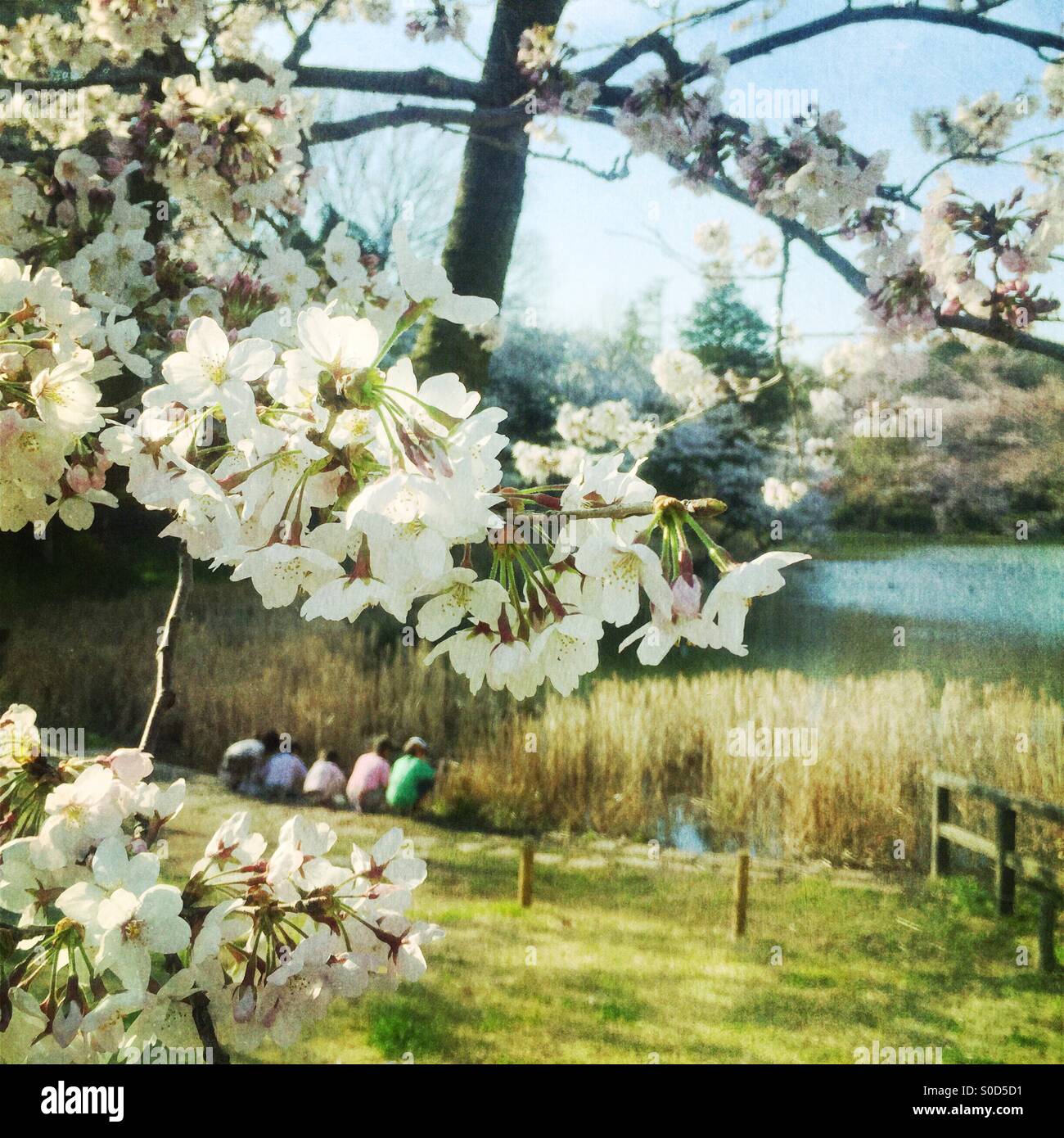 Children play by a pond in Spring with white cherry blossoms in the foreground. Vintage paper texture overlay. Stock Photo