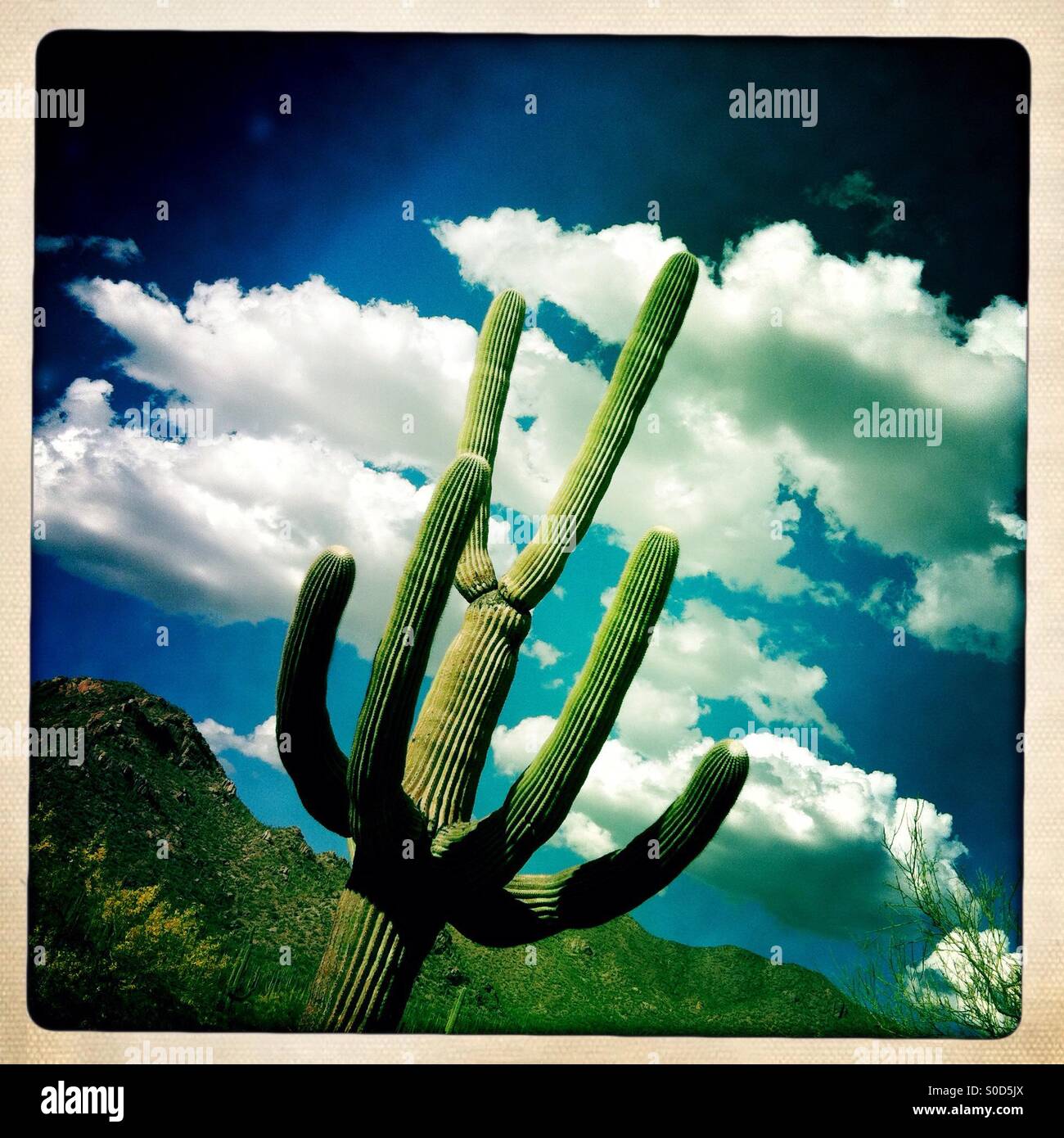 Saguaro cactus Tucson AZ Stock Photo - Alamy