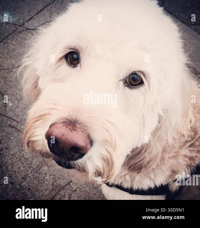 Golden doodle dog - Smartphone Captured Stock Image