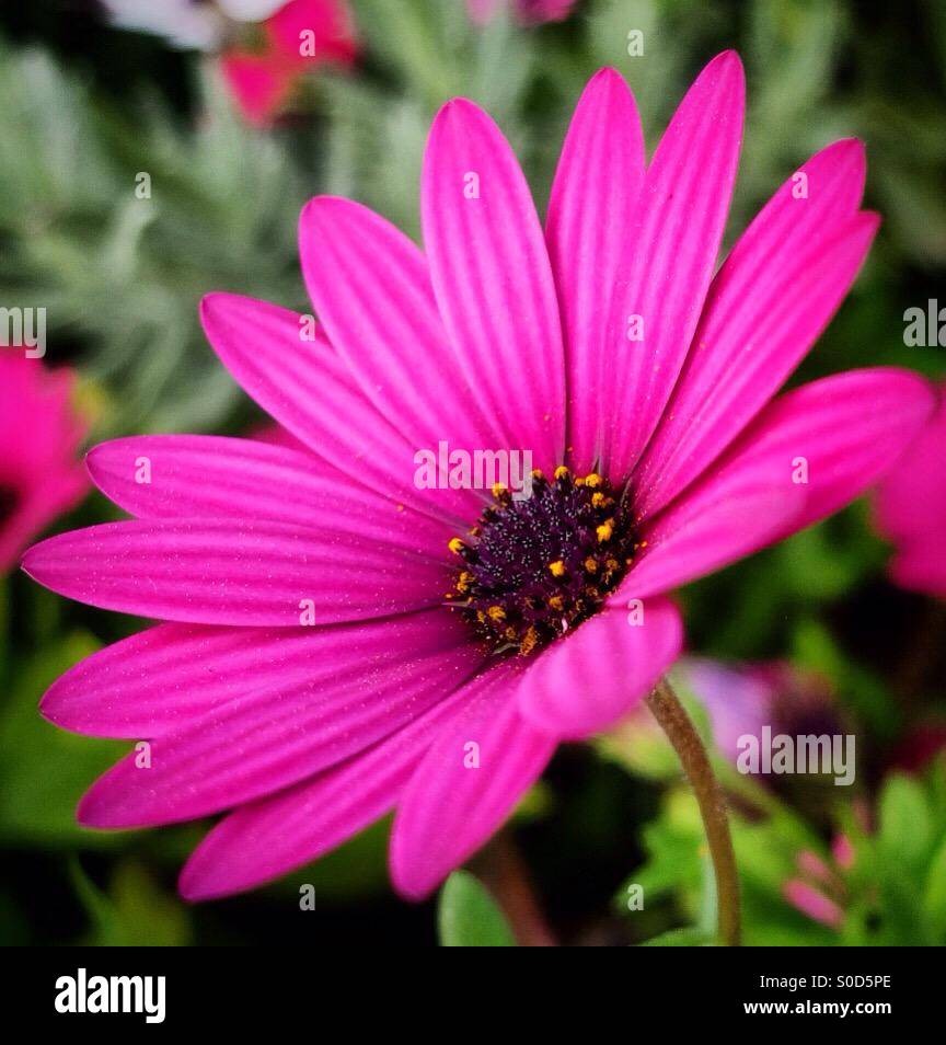 Purple Daisy flower facing the sun Stock Photo Alamy
