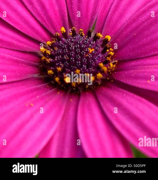 Purple Daisy flower close up Stock Photo Alamy