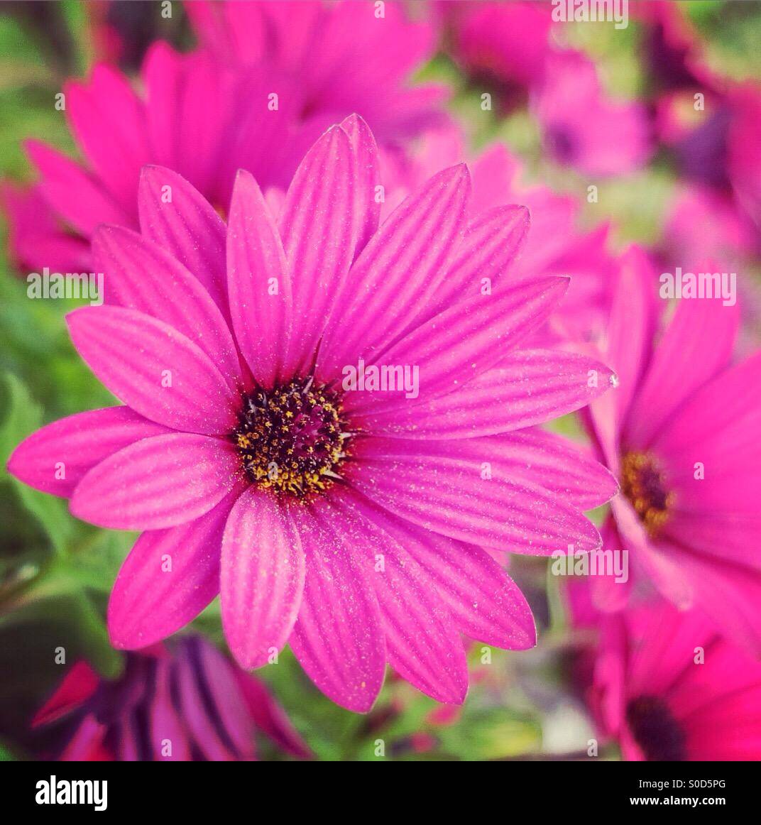 Daisy flower facing the sun Stock Photo Alamy