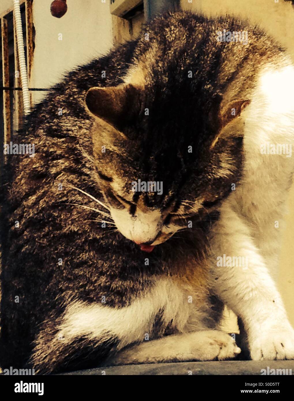 Close up of a cat grooming itself in tel aviv Stock Photo Alamy