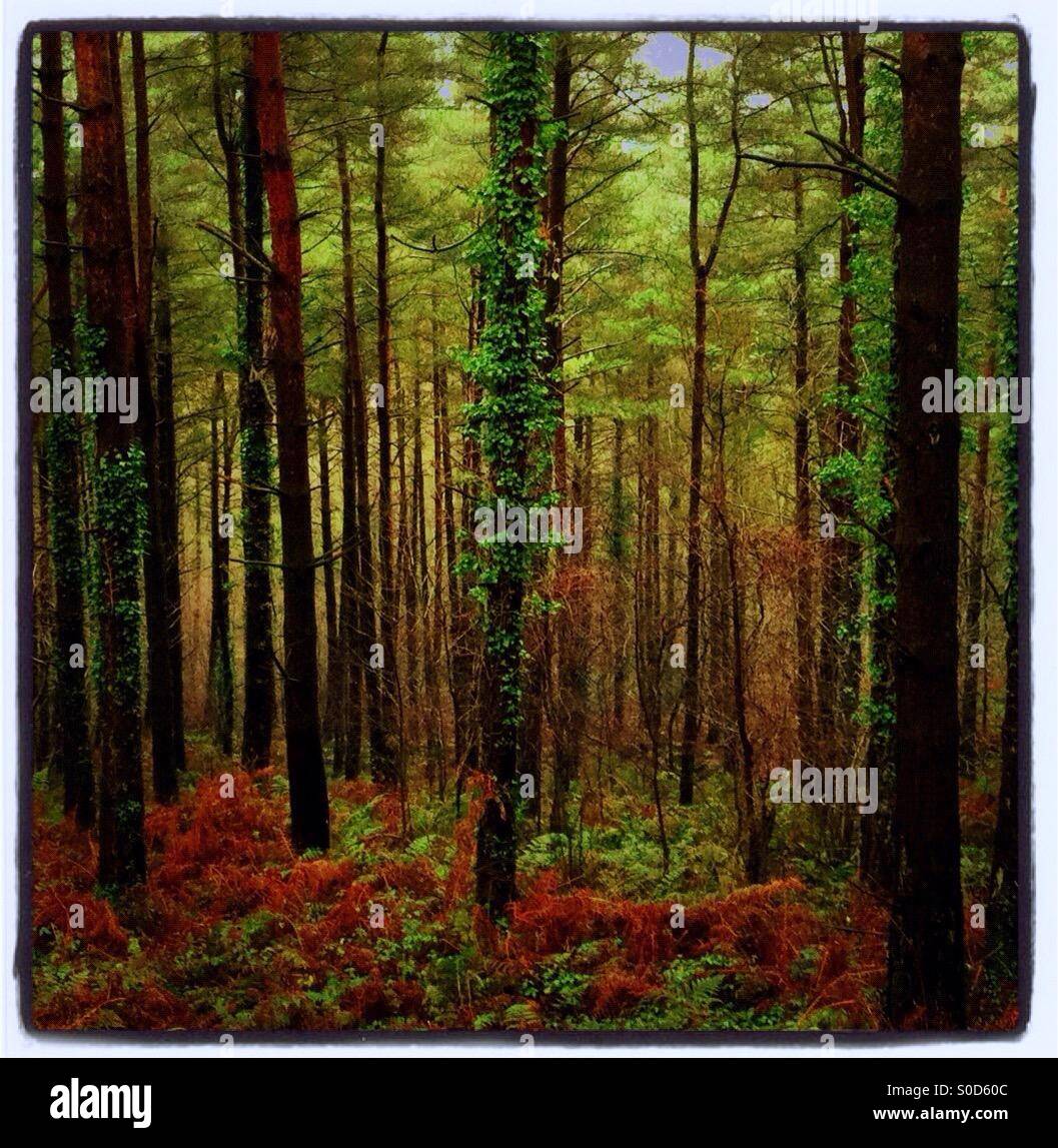 Trees in a forest in Pontypool, Monmouthshire, Wales, UK Stock Photo
