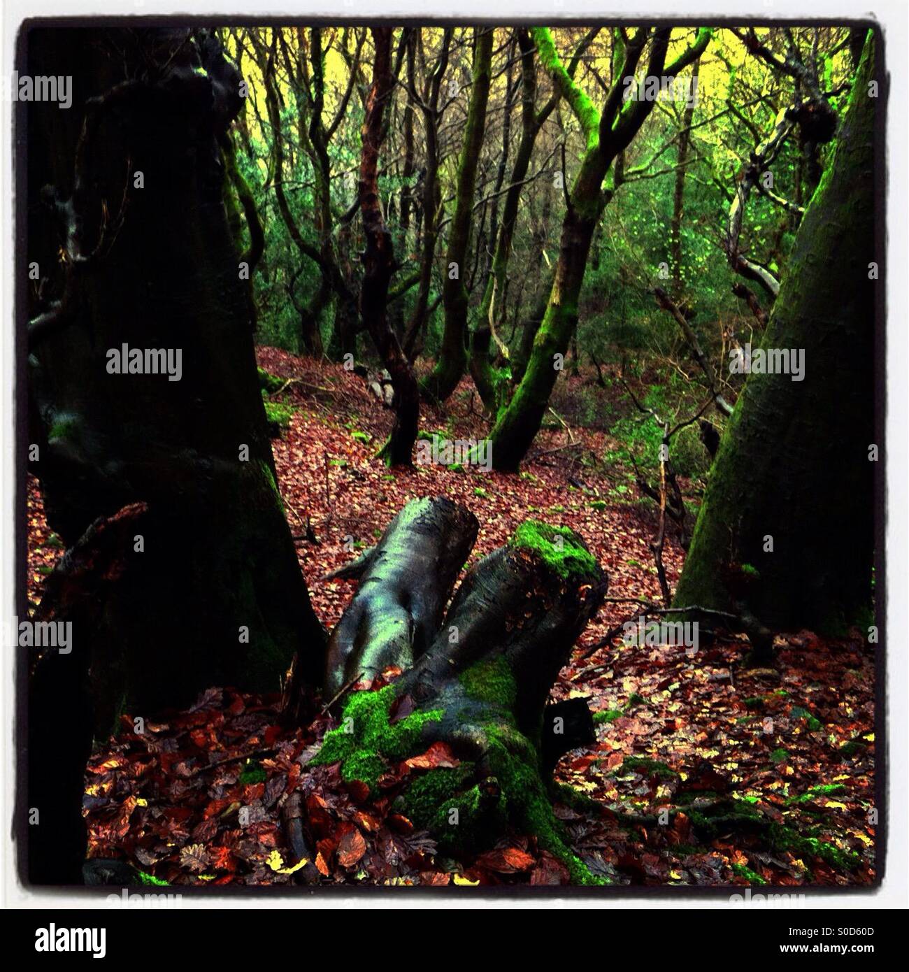 A tree stump in a forest in Pontypool, Monmouthshire, Wales, UK Stock