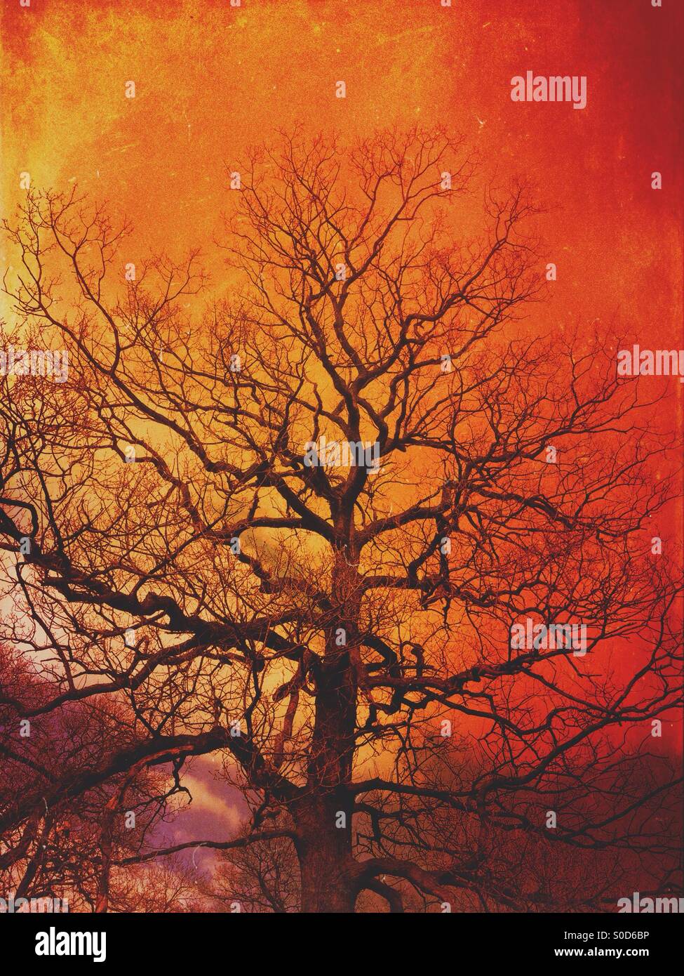 Tree silhouetted against sky - Smartphone Captured Stock Image