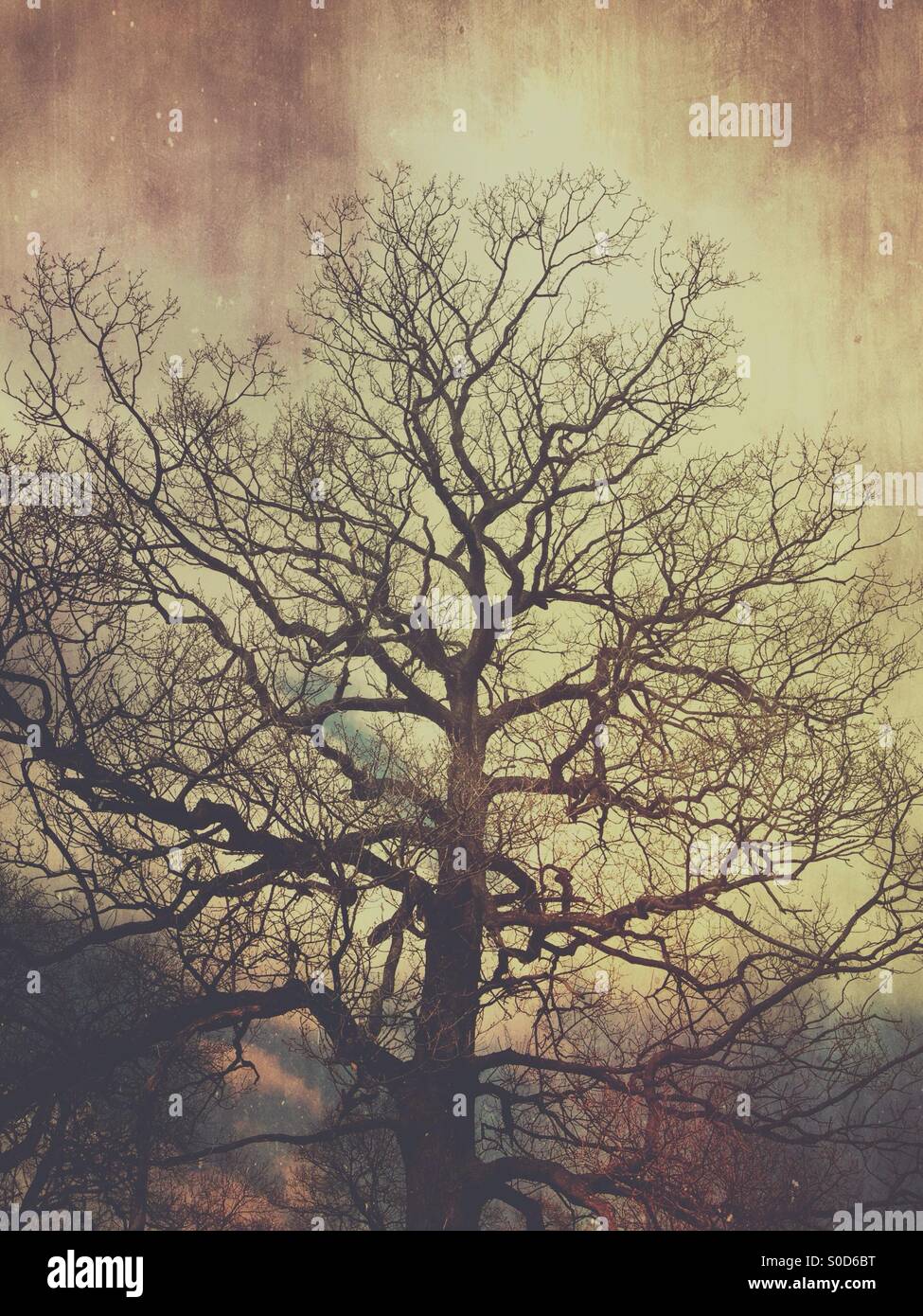 Tree silhouetted against sky Stock Photo