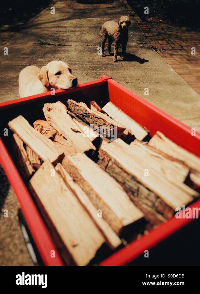 Two dogs looking at a wagon of firewood Stock Photo