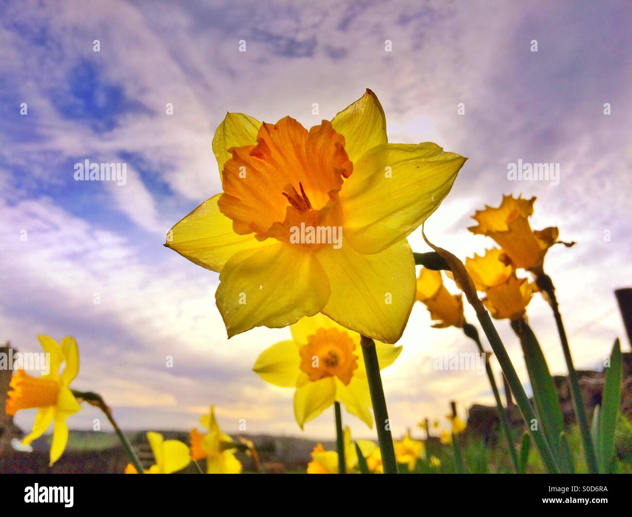 Yellow Daffodils in the late evening sun on a bridle way in Guiseley