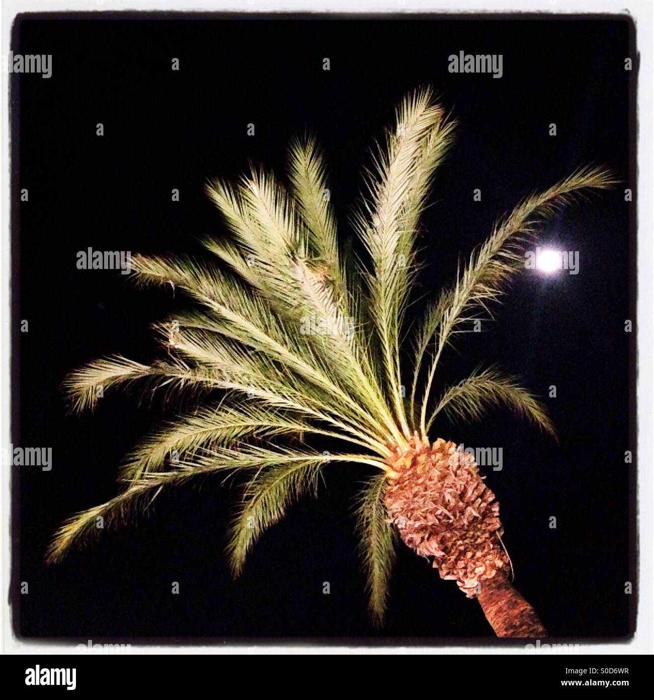 Pollensa Palm - Smartphone Captured Stock Image