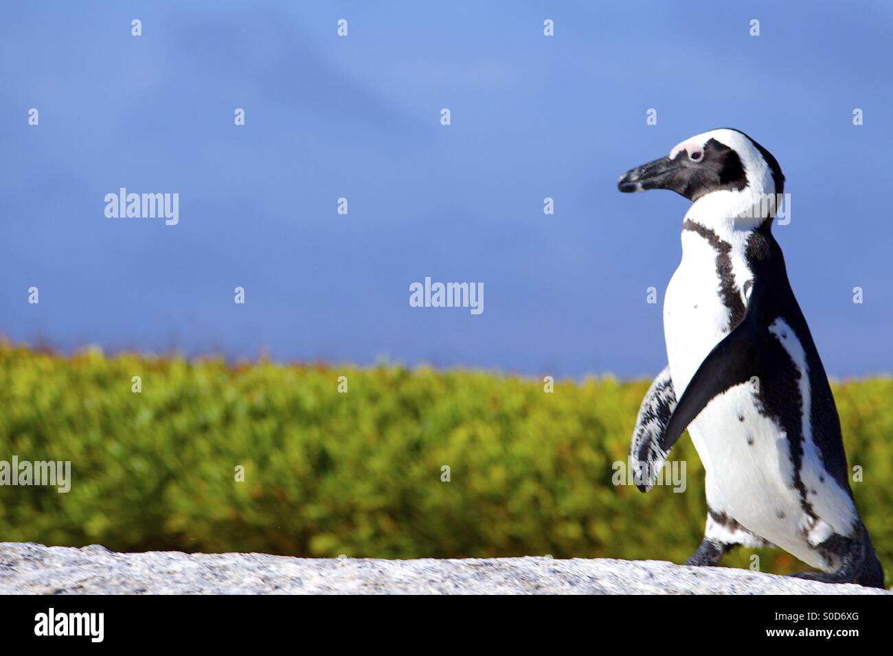 African Penguin walking in South Africa. - Smartphone Captured Stock Image
