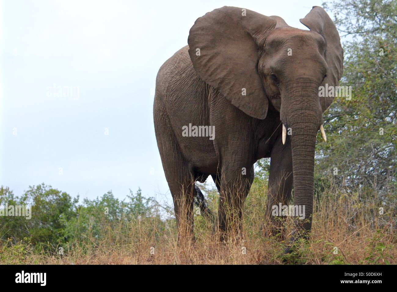 Elephant seen walking on Kruger National Park, South Africa. - Smartphone Captured Stock Image