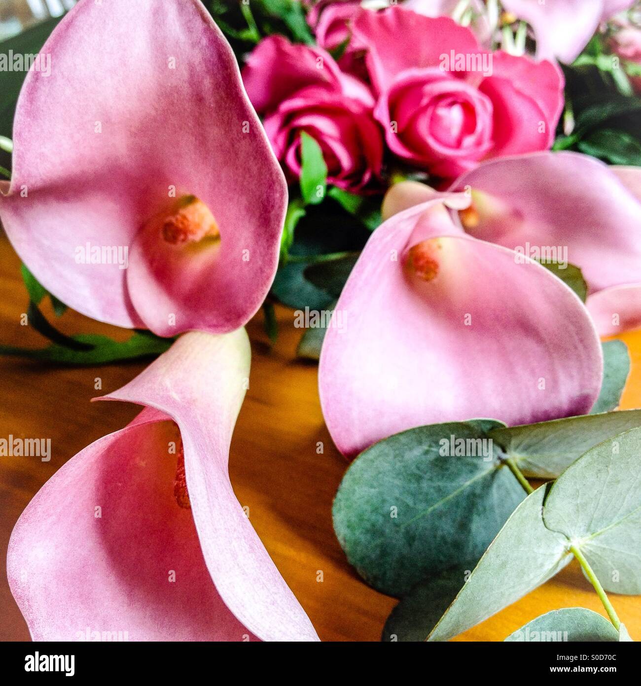 Calla lilies hires stock photography and images Alamy