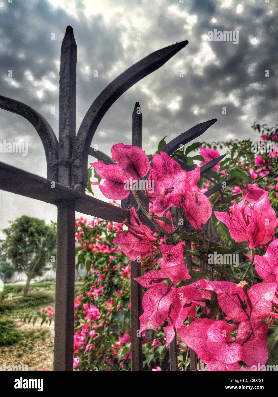 Flowers growing on the fence - Smartphone Captured Stock Image