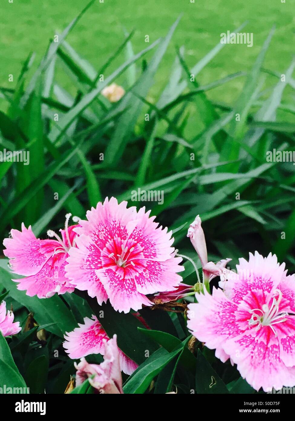 Pink flowers growing with grass Stock Photo Alamy