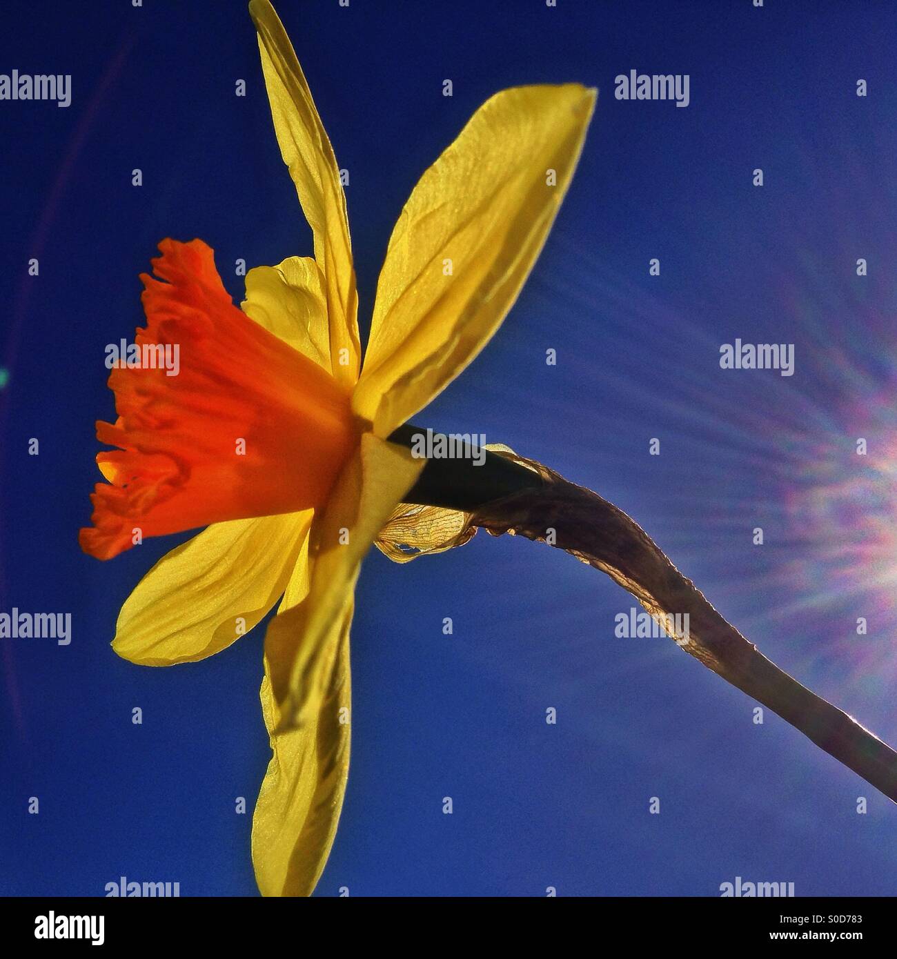 Daffodil against a blue sky. - Smartphone Captured Stock Image