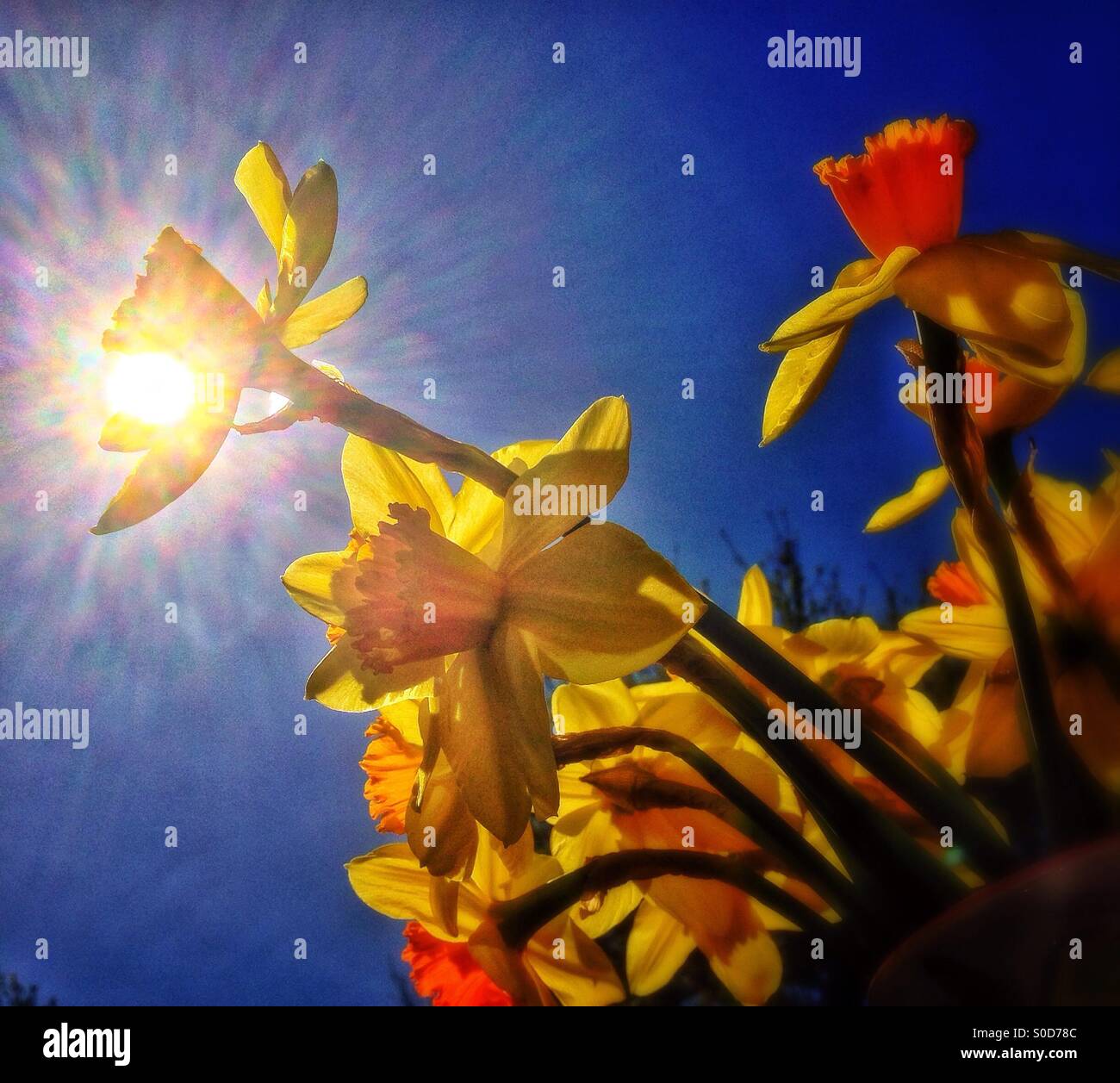 Spring daffodils in the sun - Smartphone Captured Stock Image