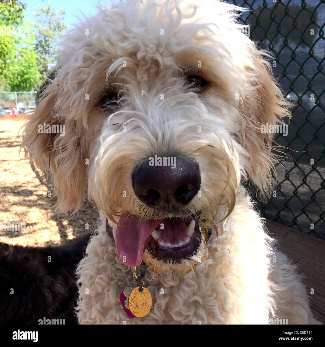 A panting labradoodle dog Stock Photo Alamy