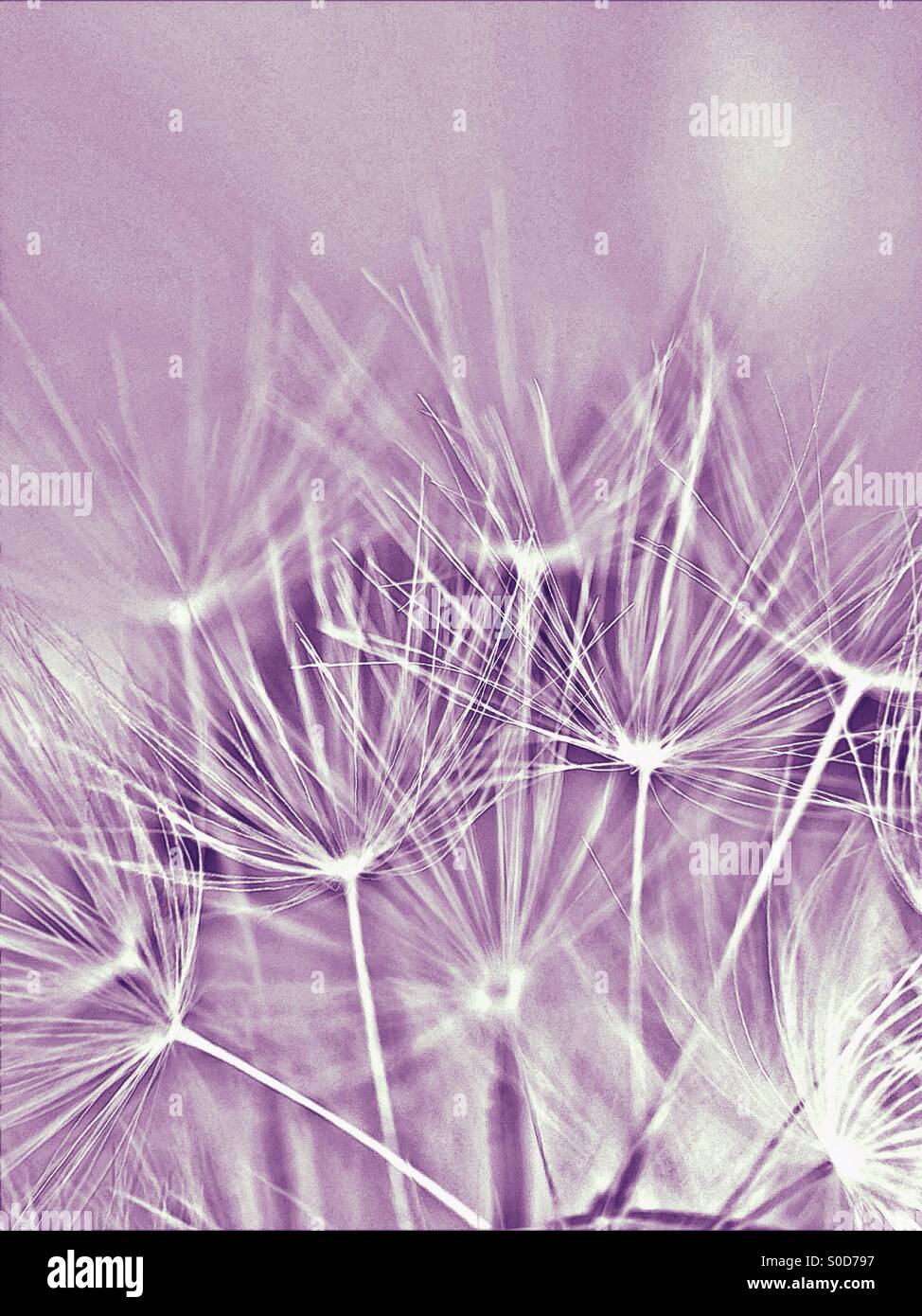 Dandelion fluff stockimo hi-res stock photography and images - Alamy
